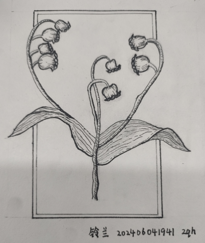 decorate-line-linglan.png|180