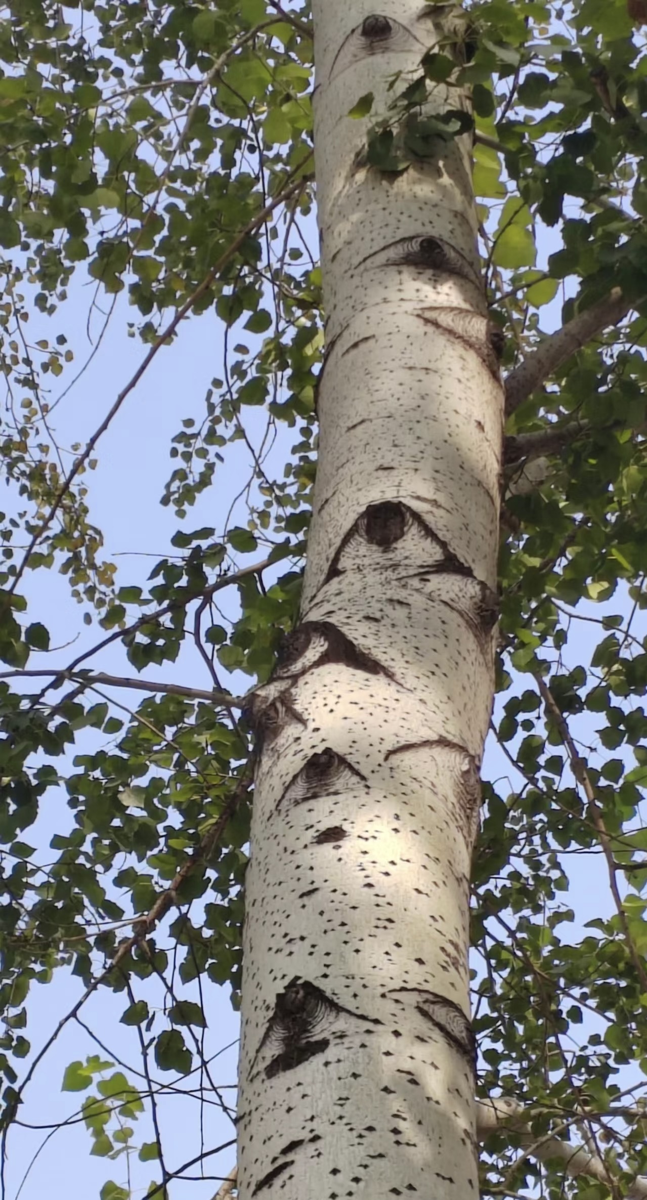 decorate-line-real-bark-4.jpg|100