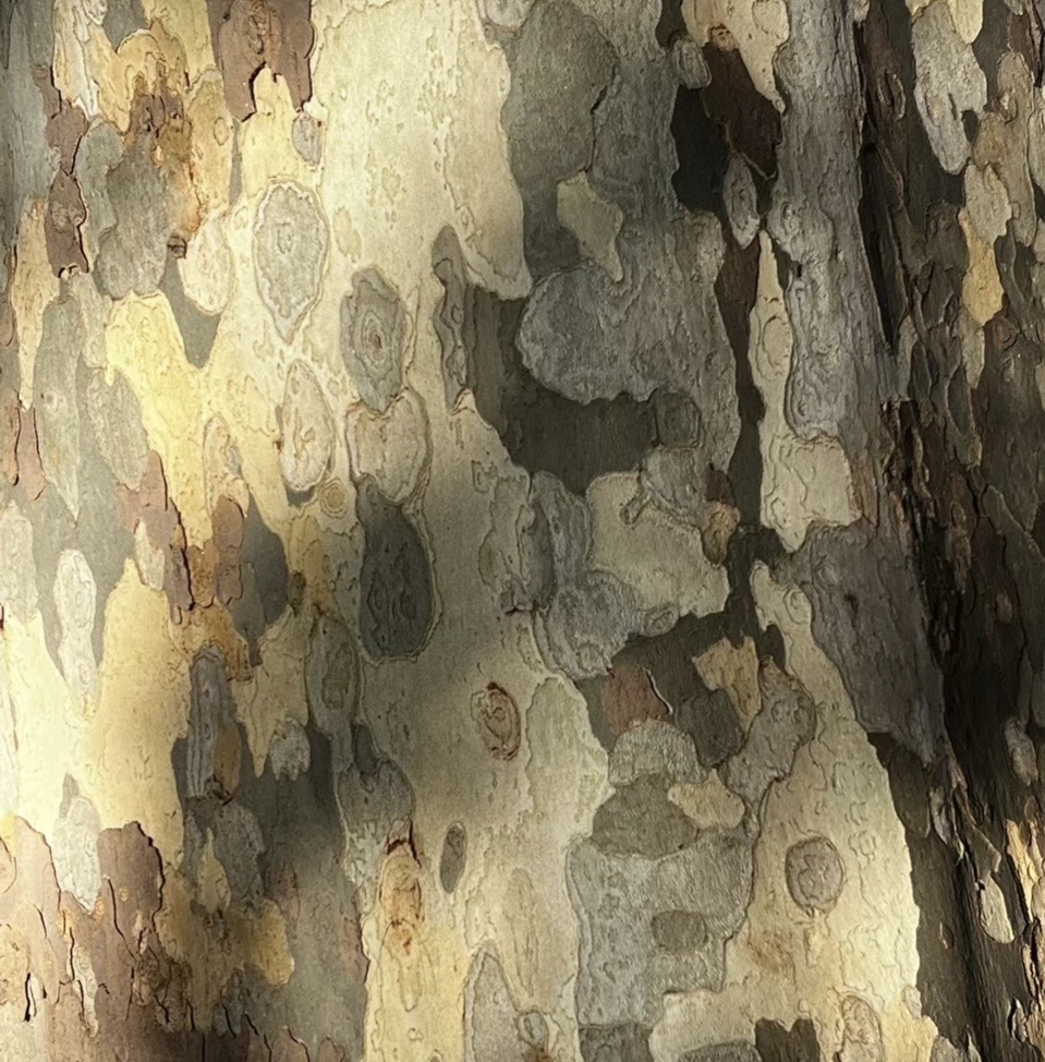 decorate-line-real-bark.jpg|100
