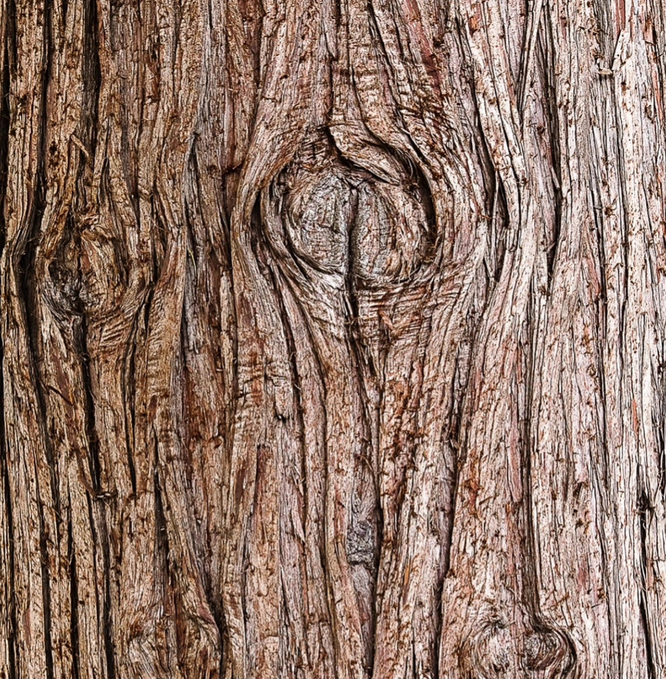 decorate-line-real-bark2.jpg|100